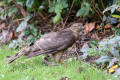 Sparrowhawk