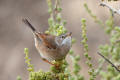 Spectacled Warbler