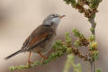 Spectacled Warbler