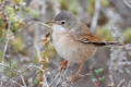 Spectacled Warbler