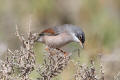 Spectacled Warbler