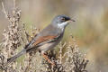 Spectacled Warbler