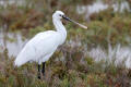 Spoonbill