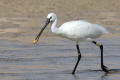 Spoonbill