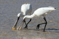 Spoonbill