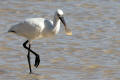 Spoonbill