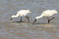 Spoonbill