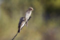 Spotted Flycatcher