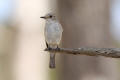 Spotted Flycatcher