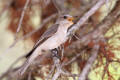 Spotted Flycatcher