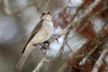 Spotted Flycatcher