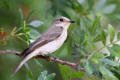 Spotted Flycatcher