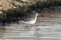 Spotted Redshank