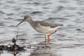 Spotted Redshank