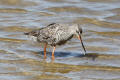 Spotted Redshank