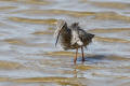 Spotted Redshank