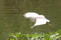 Squacco Heron