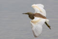 Squacco Heron