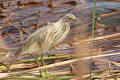 Squacco Heron