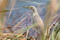 Squacco Heron