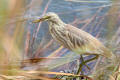 Squacco Heron