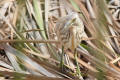 Squacco Heron