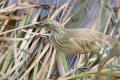 Squacco Heron