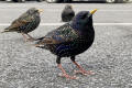 Starling