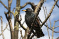 Starling