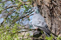 stock dove