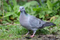 Stock Dove