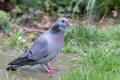 stock dove