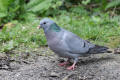 stock dove