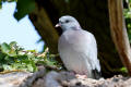 stock dove