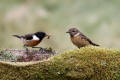 Stonechat