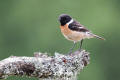 Stonechat