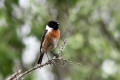 Stonechat