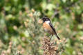 Stonechat