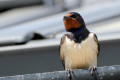 Barn Swallow