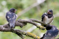 Barn Swallow