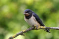 Swallow