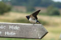 Barn Swallow