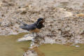 Barn Swallow