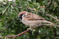 Tree Sparrow