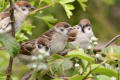 Tree-Sparrow