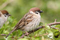 Tree Sparrow