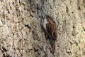 Treecreeper