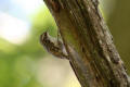 Treecreeper