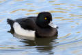 Tufted Duck