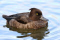 Tufted Duck